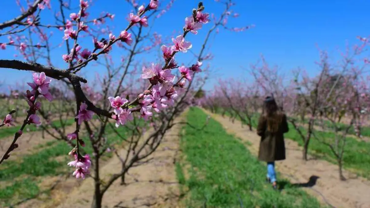 Primavera, flores, durazno (2)